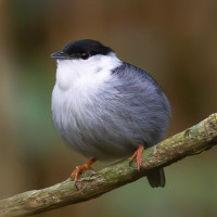 White-bearded Manakin